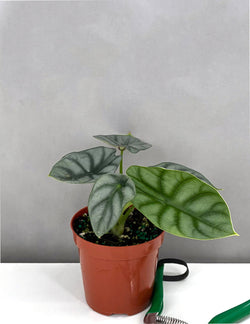 Alocasia Silver Dragon in grower pot