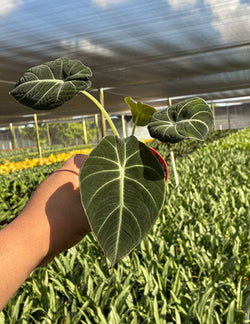 Alocasia Black Velvet foliage texture showing velvet sheen and silvery venation