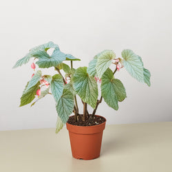 Rex Begonia silver frosty leaf variation