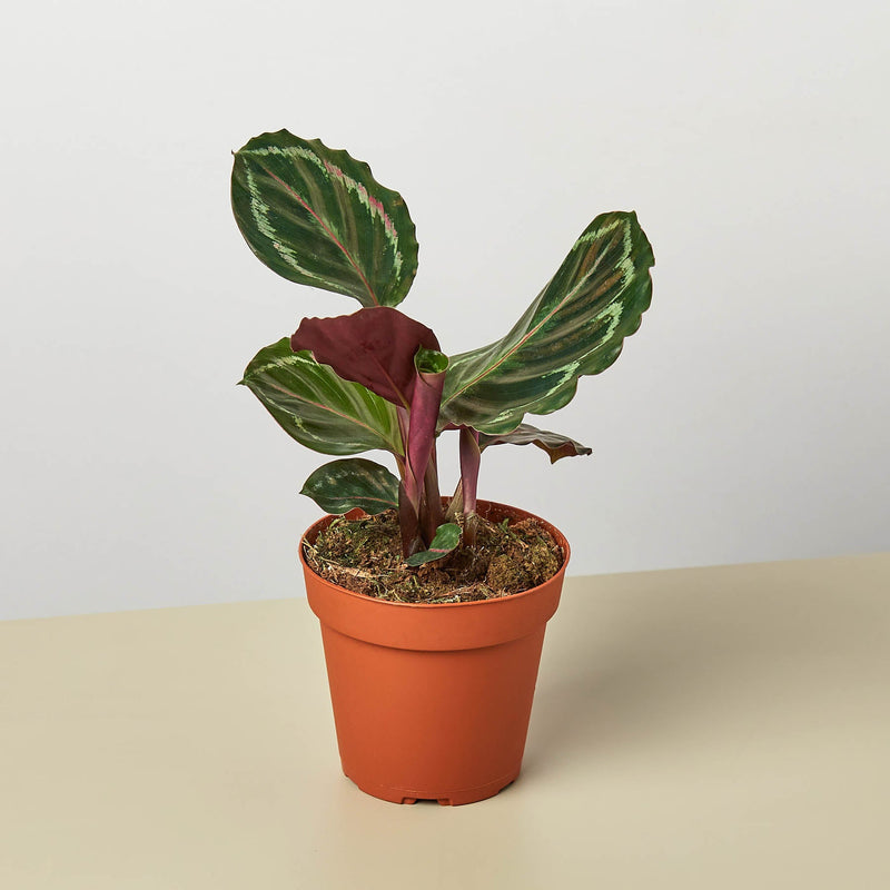 Calathea Medallion (Goeppertia roseopicta 'Medallion')