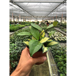 Hoya Carnosa wax plant in grower pot