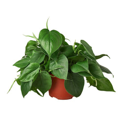 Heartleaf Philodendron in 6 inch nursery pot