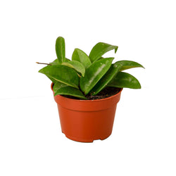 Hoya Carnosa in 4 inch nursery pot