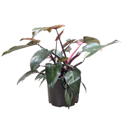 Pink Princess Philodendron (Philodendron erubescens 'Pink Princess') in nursery pot on clean white background