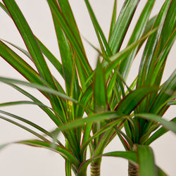 Dracaena Marginata ribbon foliage and red margin detail