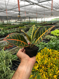 Croton Petra vibrant multicolored foliage detail