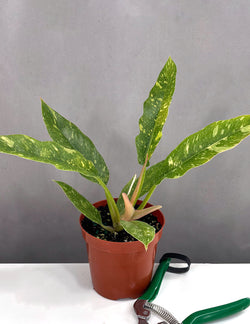 Philodendron Ring of Fire serrated variegated leaf specimen