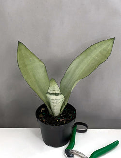 Snake Plant Moonshine in nursery grow pot on neutral background