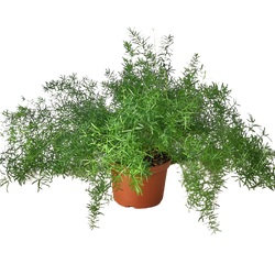 Asparagus Fern 'Sprengeri' photo 4