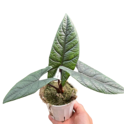 Alocasia 'Scalprum'