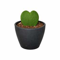 Hoya Sweetheart