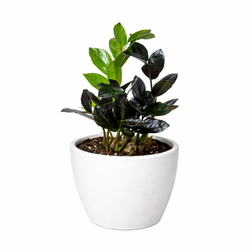 ZZ Zamioculcas 'Black Queen'