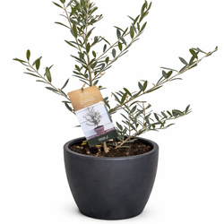 Common Olive Tree (Olea europaea)