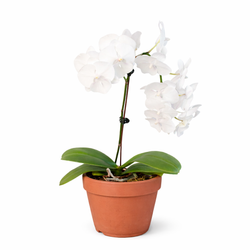 Orchid 'White Phalaenopsis'