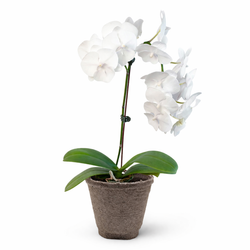Orchid 'White Phalaenopsis'