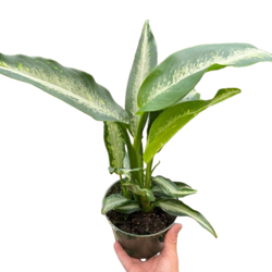 Dieffenbachia Panther