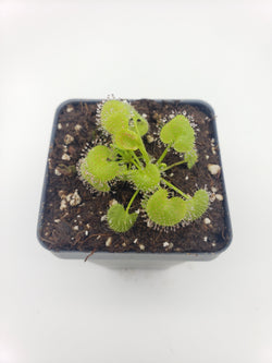 Drosera prolifera  -Live carnivorous plant-