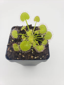 Drosera prolifera  -Live carnivorous plant-