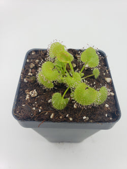 Drosera prolifera  -Live carnivorous plant-