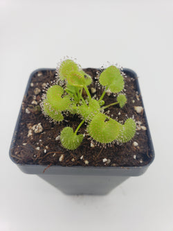 Drosera prolifera  -Live carnivorous plant-