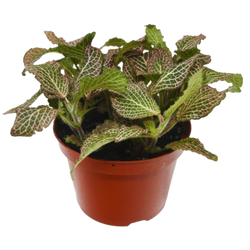 Nerve Plant (Fittonia) photo 3