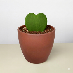 Hoya Sweetheart