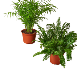 Example monthly pair: two houseplants in 6 inch nursery pots