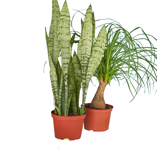 Palma Monthly Two 6 inch Plants: example pair of plants in 6 inch nursery pots