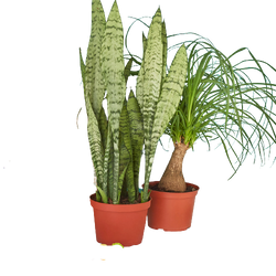 Palma Monthly Two 6 inch Plants: example pair of plants in 6 inch nursery pots