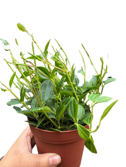 Watermelon Peperomia red petiole stem detail