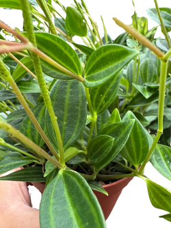Watermelon Peperomia silver striped leaves