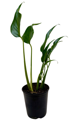 Monstera Burle Marx Flame