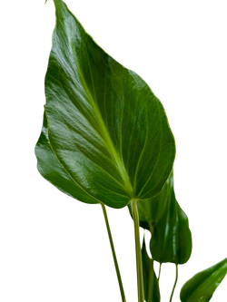 Monstera Burle Marx Flame