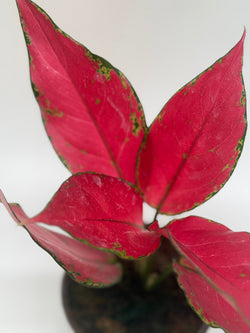 Chinese Evergreen 'Ruby' Aglaonema photo 1