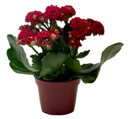 Kalanchoe 'Blossfeldiana'