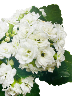 Kalanchoe 'Blossfeldiana'