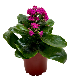 Kalanchoe 'Blossfeldiana'
