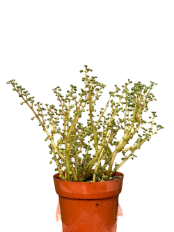 Pilea Peperomioides round pancake foliage