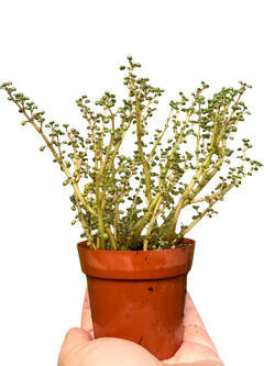 Pilea Peperomioides specimen profile