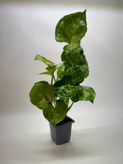 Arrowhead Plant 'Cream Allusion' Syngonium photo 3