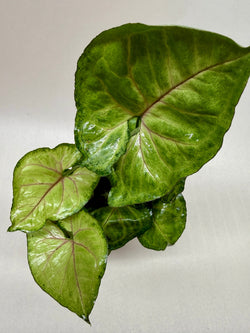 Arrowhead Plant 'Cream Allusion' Syngonium photo 5