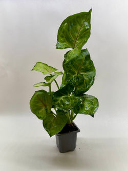 Arrowhead Plant 'Cream Allusion' Syngonium photo 4