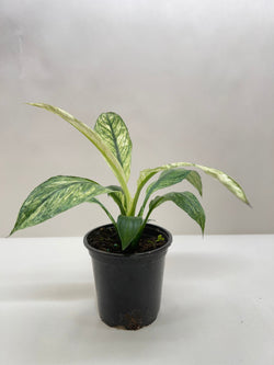 Peace Lily in 4 inch nursery pot