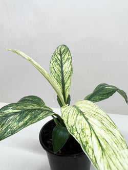 Peace Lily in 4 inch nursery pot