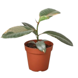 Ficus Ruby in 4 inch nursery pot