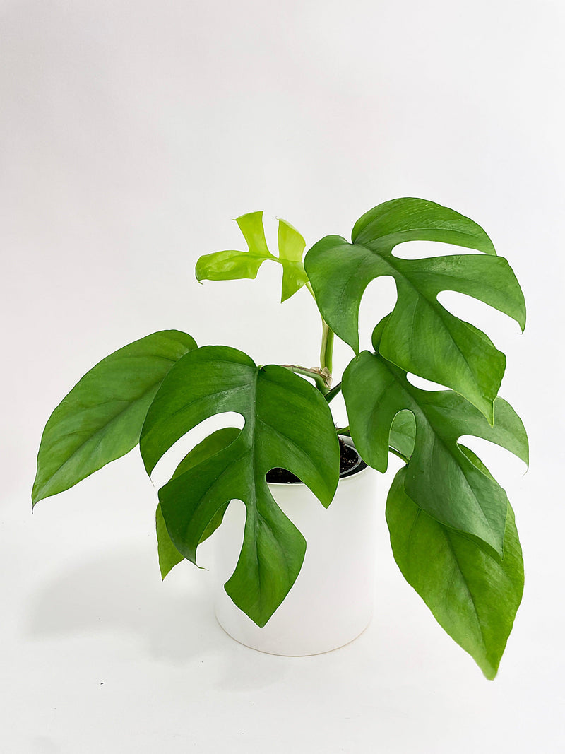 Mini Monstera (Rhaphidophora tetrasperma)