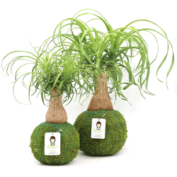 Ponytail Palm | Moss Ball Kokedamas