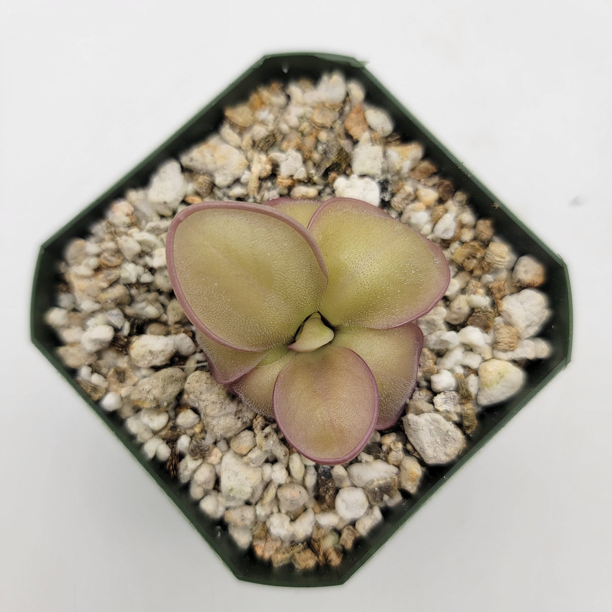 Pinguicula laueana x 'Huahuapan'