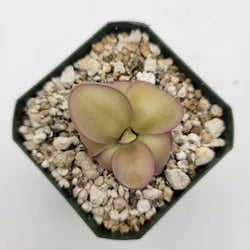 Pinguicula laueana x 'Huahuapan'