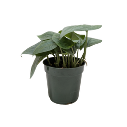 Scindapsus Platinum Java